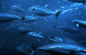 Yellowfin Tuna