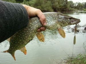 Northern Pike