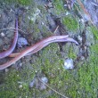 Trout Worms Trout Worms