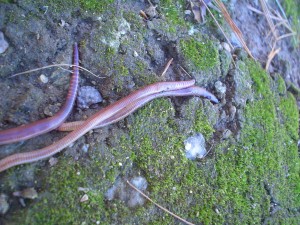 Trout Worms