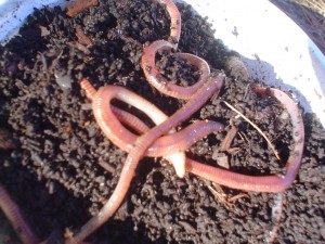 Earth Worms