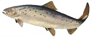 Atlantic salmon. Salmo salar.