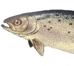 Atlantic salmon. Salmo salar. Atlantic salmon. Salmo salar.