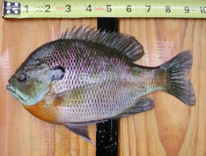 Bluegill