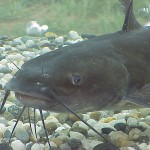 Channel Catfish Channel Catfish