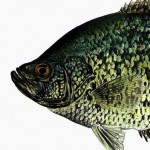 Crappie Crappie