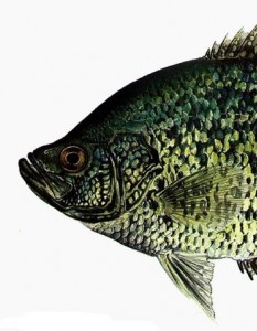 Crappie