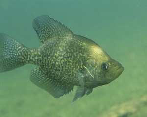 Crappie