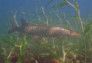 Muskie