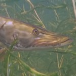 Muskie Face Muskie Face