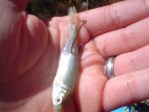 Hooked Shiner