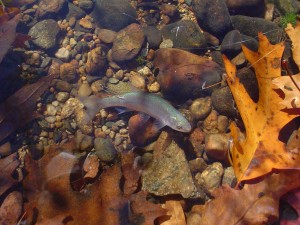 Trout Shiner