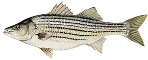 Striped Bass