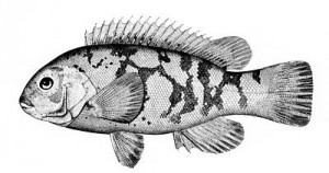 Tautog