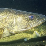 WalleyeFace WalleyeFace