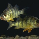 Yellow Perch Yellow Perch