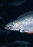 brook trout brook trout