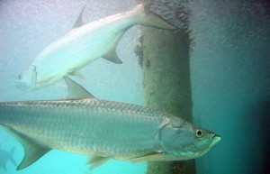 Atlantic Tarpon