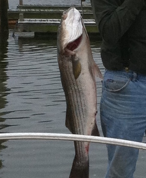 A Striped Bass Adventure to Remember: My Tuna Hunters Experience