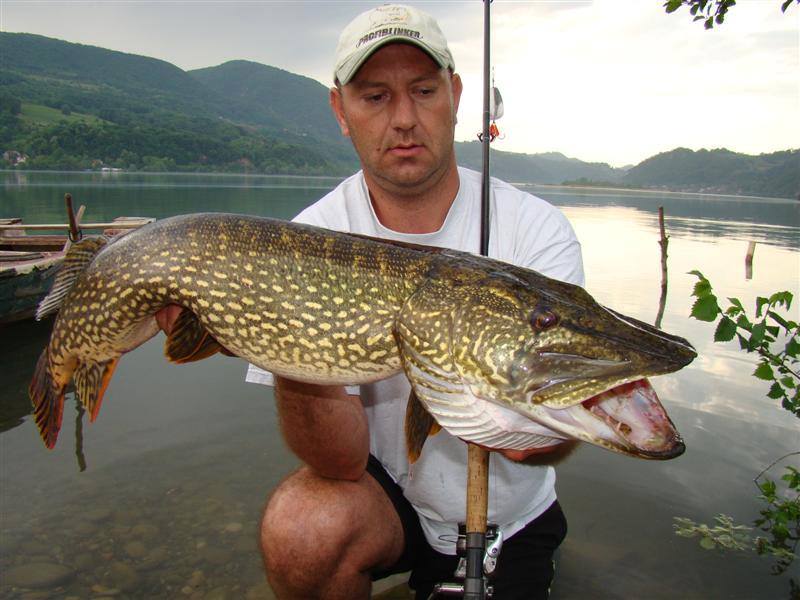 Monster Northern From Loznica