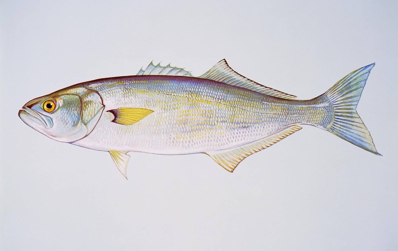 Bluefish in Narragansett Bay in November?