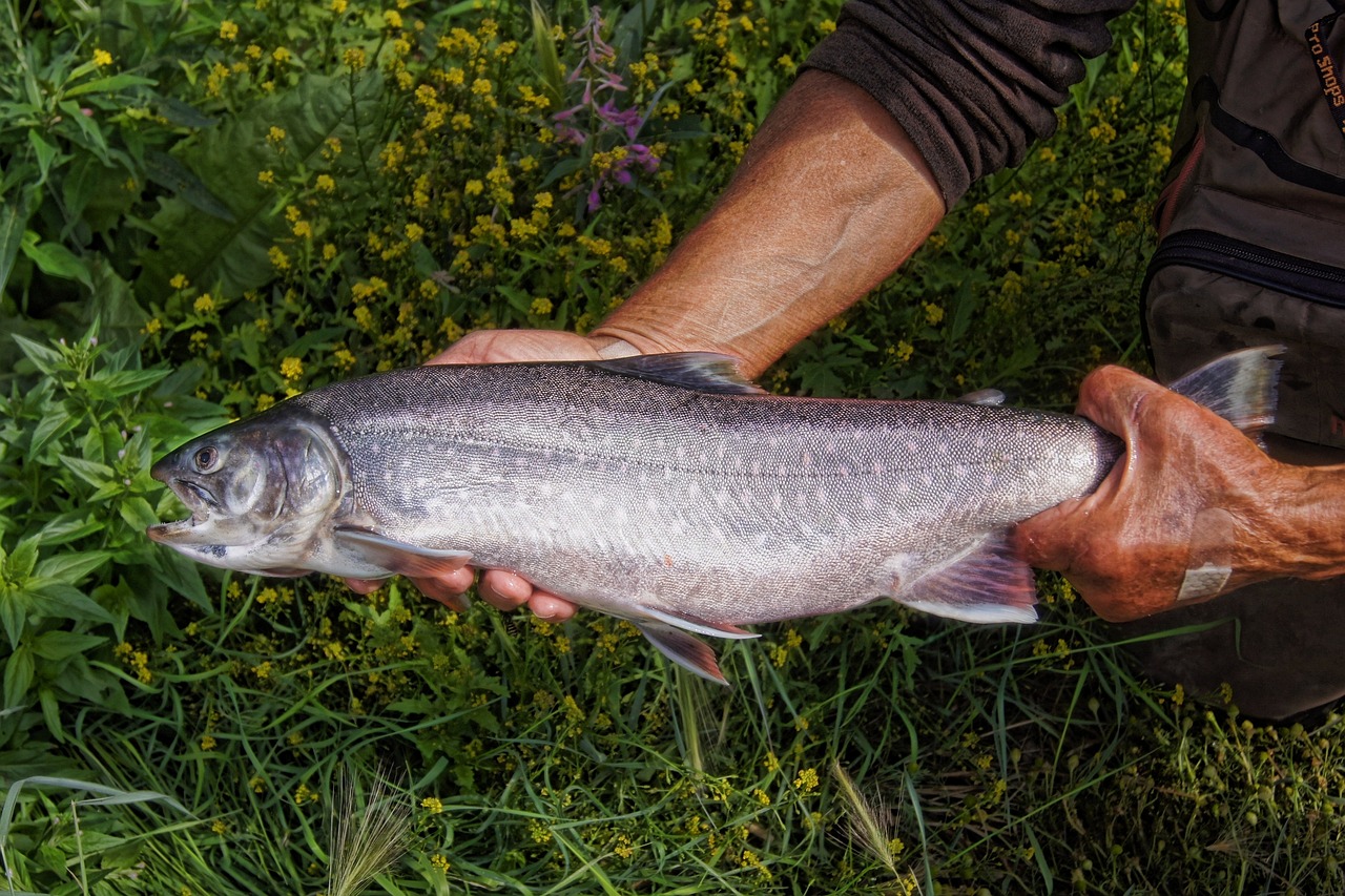 2012 Trout Fishing Season