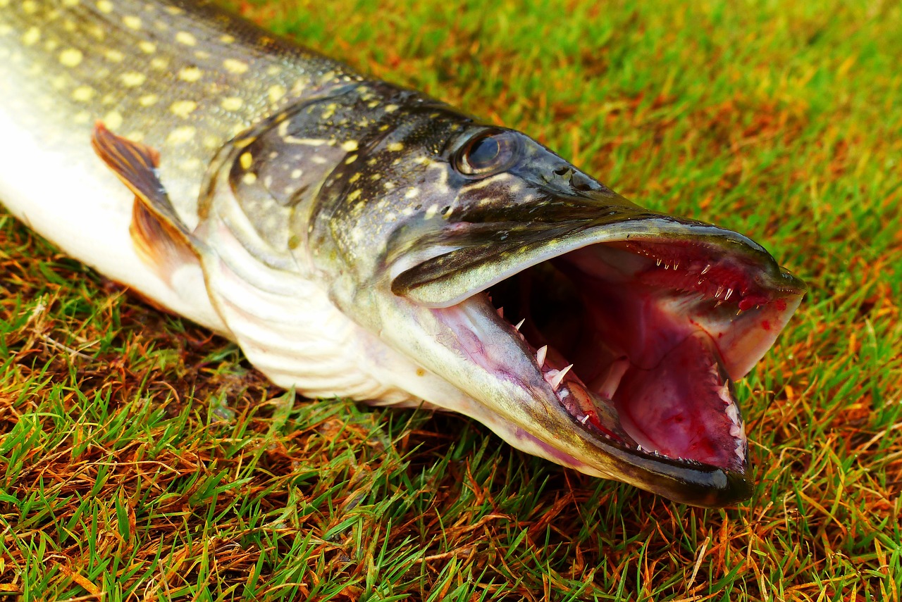 Monster Muskie Landed By Stephen Crook