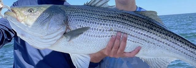 Unforgettable Day Striped Bass with Captain Seth SportFishing